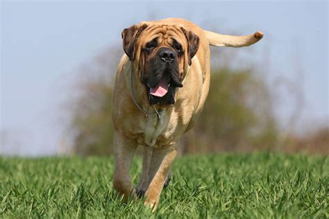 13 Mastiff Breeds And How To Tell Them Apart