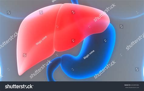 Human Body Organs Anatomy Liver 3d 스톡 일러스트 656989384 Shutterstock