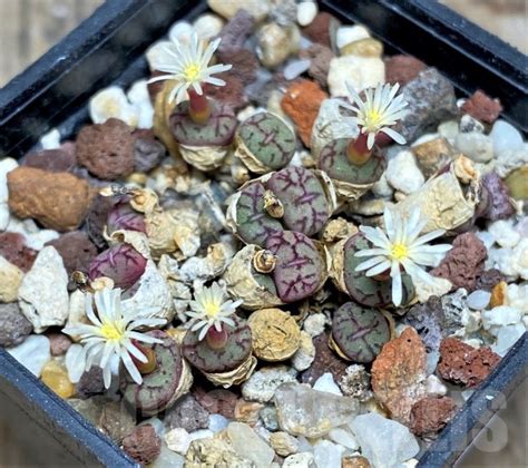 SHPR14233 Conophytum obcordellum ssp rolfii Кактус онлайн