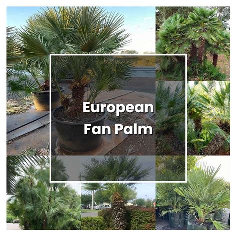 How To Grow European Fan Palm Plant Care Tips Norwichgardener