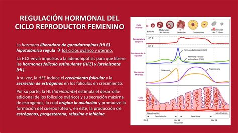 Ciclo Reproductor Femenino