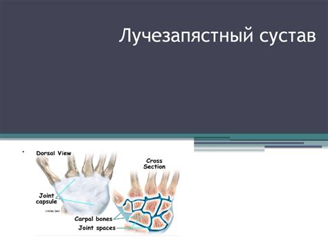 Лучезапястный сустав - презентация онлайн