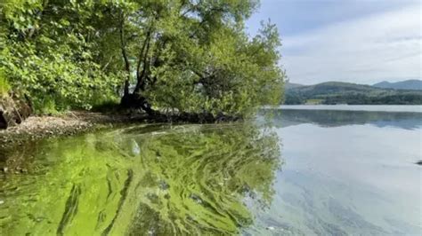 Windermere No Evidence Of Pollution Across Whole Lake