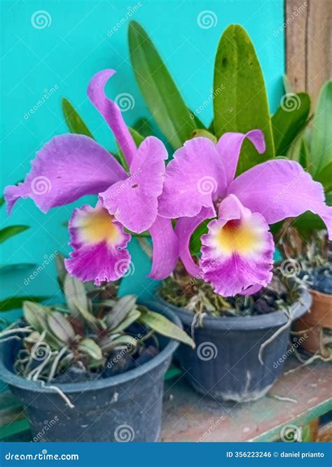 crimson cattleya stock photo image  germinated breeding