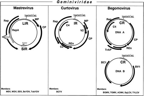 Dna Replication And Cell Cycle In Plants Learning From Geminiviruses