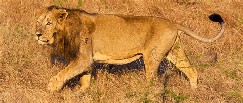 Lion Subspecies Listed Under Endangered Species Act | THE WILDLIFE SOCIETY