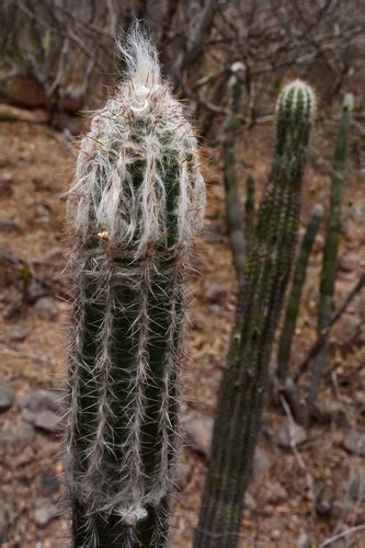 Barba De Viejo Pilosocereus Alensis