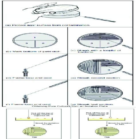 Method Of Inoculation Of Culture Media 5 1 2 Pour Plate Method