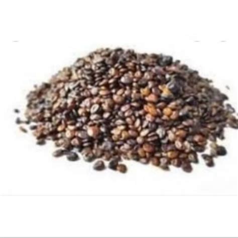 Semente De Jurema - Sementes De Jurema Preta 200 Unidade | Shopee Brasil