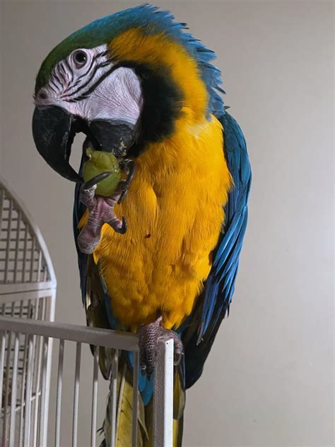 New Rescue! Info in comments : r/parrots