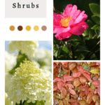 The Best Colorful and Fall Blooming Shrubs for Your Yard