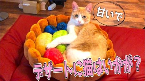 超かわいい猫用ベッドで眠そうな猫が可愛すぎる！ │ Dougabu