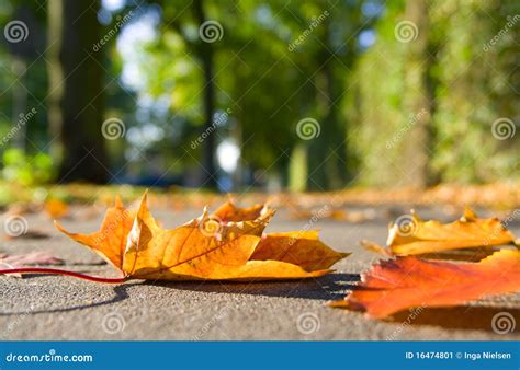 Autumn Leaves On Sidewalk Stock Image Image Of Color 16474801