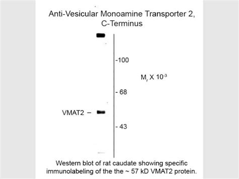 Vesicular Monoamine Transporter Vmat Antibody D Rockland