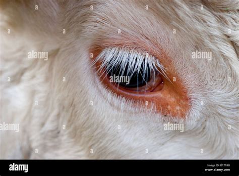 Cow eyelashes hi-res stock photography and images - Alamy