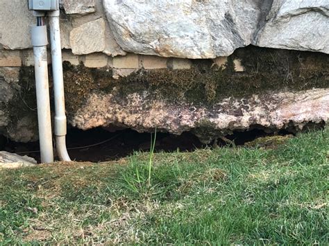 how to get rid of groundhogs 3