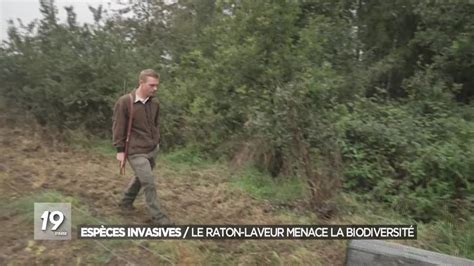 Espèces Invasives Le Raton Laveur Menace La Biodiversité En Wallonie