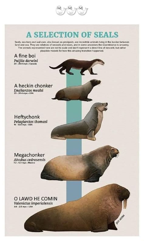 Selection Of Seals Seals Sea Lions And Walruses Also Known As