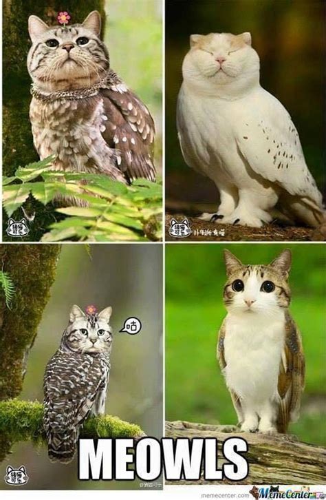 meowl images  pholder owls  cat heads idontgiveaswag
