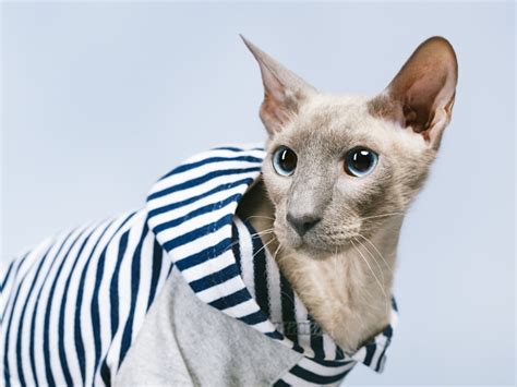 The Ultimate Guide To Peterbald Cat Breed Care And Love