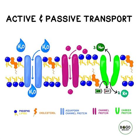 Cell Membrane Transport: Active vs Passive