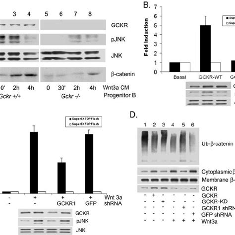 Wnt3a Conditioned Media Wnt3a CM Or A Recombinant Mouse Wnt3a Ligand