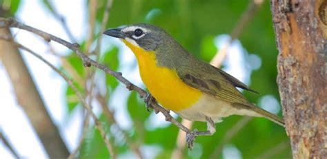 Chat With Us At The Paton Center For Hummingbirds Visit The Sky