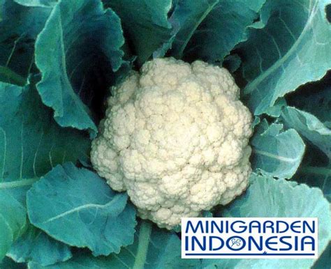 10 Benih Cauliflower Snow White F1 Mr Fothergills Bibit Tanaman Sayur