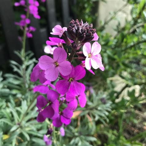 Erysimum Bowles S Mauve Syn Erysimum Linifolium Bowles Mauve