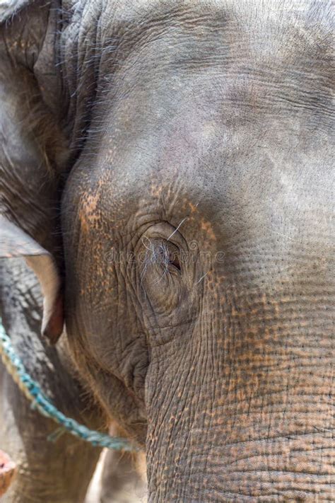 Asian Elephants at Thai Elephant Conservation Center Stock Photo ...