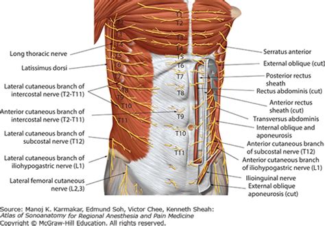 Sonoanatomy Relevant for Ultrasound-Guided Abdominal Wall Nerve Blocks ...