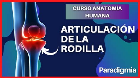 Articulación De La Rodilla Explicación Completa Y Sencilla Con Modelo