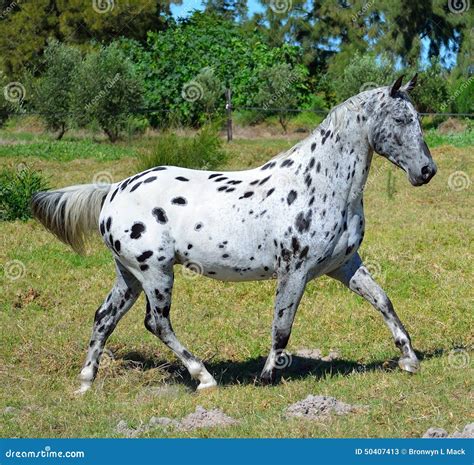 Appaloosa Horse Stock Photo - Image: 50407413