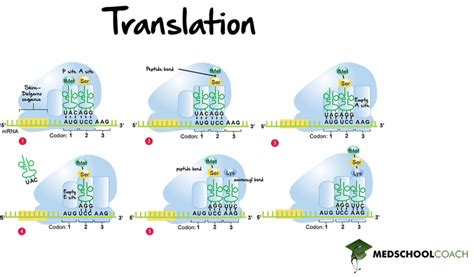 Translation Mcat Biology Medschoolcoach