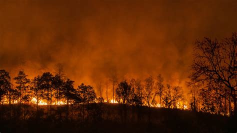 Record Texas Wildfire Could Impact Beef Prices - The Food Institute