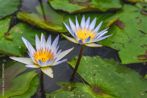 Two Lotus Flowers Growing From The Murky Waters In Bali Indonesia