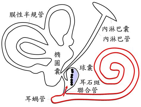 〈陳建志醫師專欄〉耳蝸性梅尼爾氏病 常突然跌倒 中華日報中華新聞雲