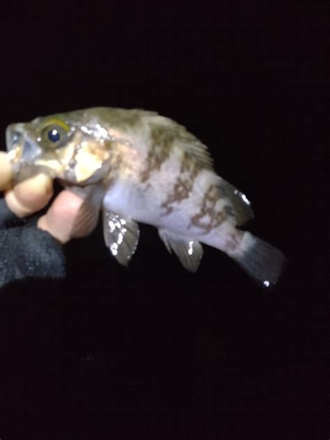 今年は 兵庫県瀬戸内海側 播磨・高砂 メバリング メバル 陸っぱり 釣り・魚釣り 釣果情報サイト カンパリ