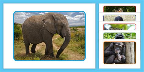 Congo Rainforest Animals Photo Pack (Teacher-Made) - Twinkl