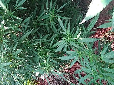 Barneys Farm Afghan Hash Plant Regular Grow Journal Week3 By