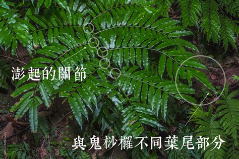 apao garden