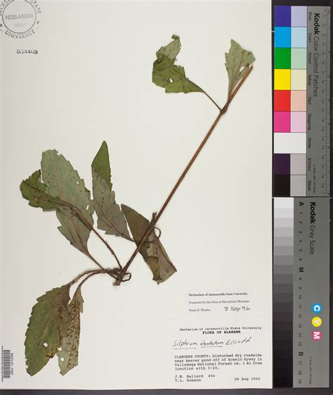 Silphium Dentatum Species Page Apa Alabama Plant Atlas