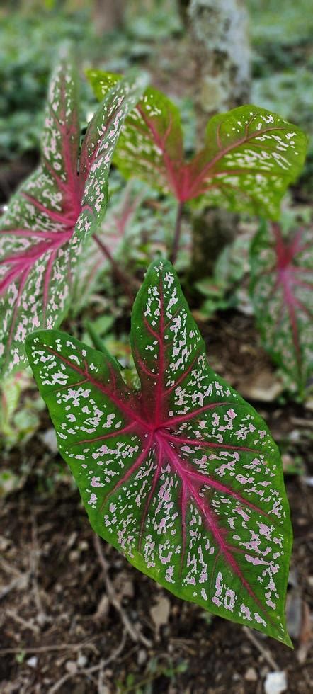 Beautiful taro leaf 13797267 Stock Photo at Vecteezy