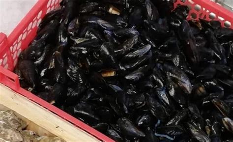 Moules De Bouchots Kg Poissonnerie L Oceane Locavor Fr