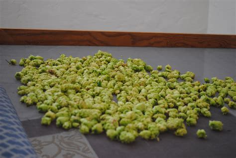 Harvested Cascade Hops - Buena Brewing