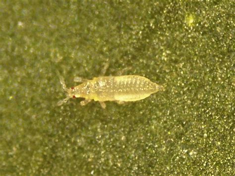 Control Biológico De Thrips Parvispinus Koppert España