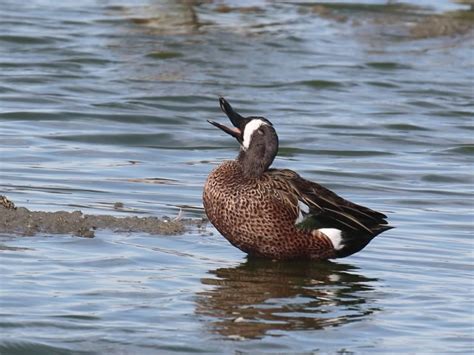 Birds Gallery Mount Diablo Bird Alliance