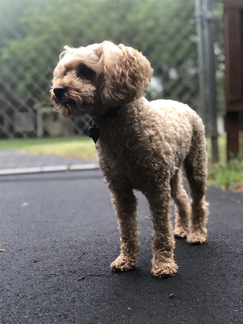 My 13 lb poodle Walter is devoted to being the fiercest “guard dog” on our block. : r/poodles