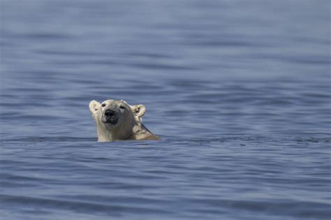 Receding ice leaves Canada's polar bears at rising risk | The Straits Times