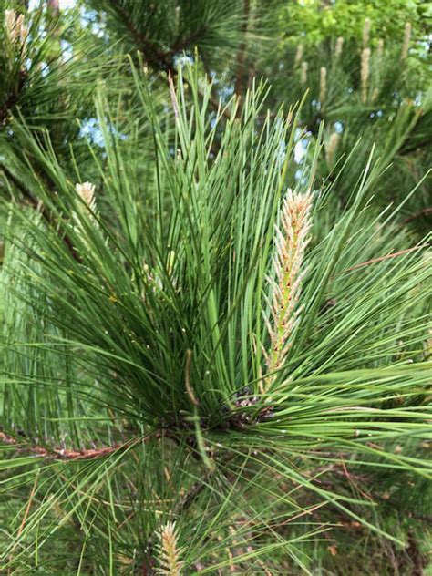 Pinus palustris (Long-leaf Pine, Longleaf Pine, Southern Pine) | North ...